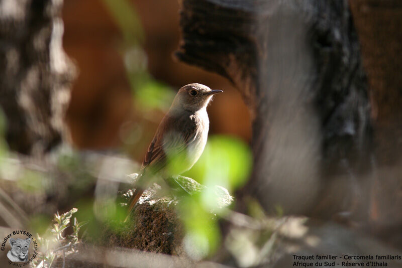 Traquet familier, identification