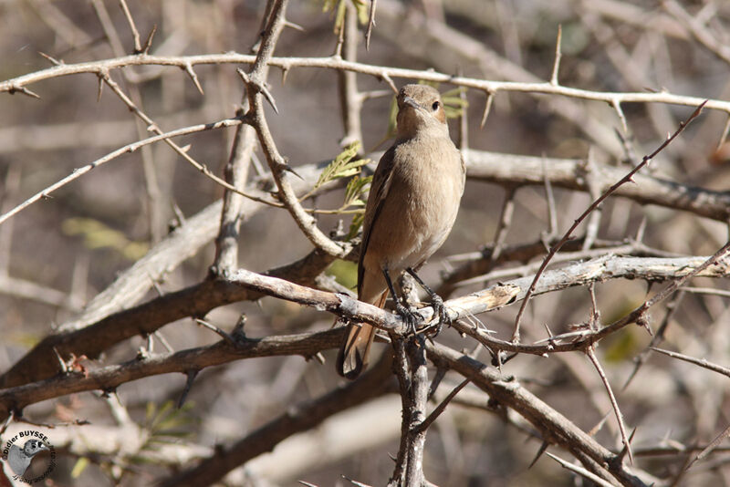 Familiar Chatadult, identification