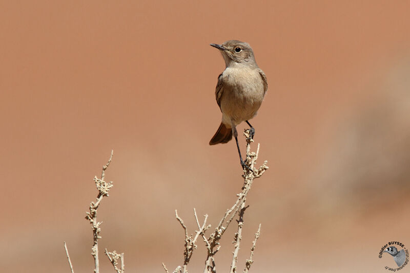 Familiar Chatadult, identification