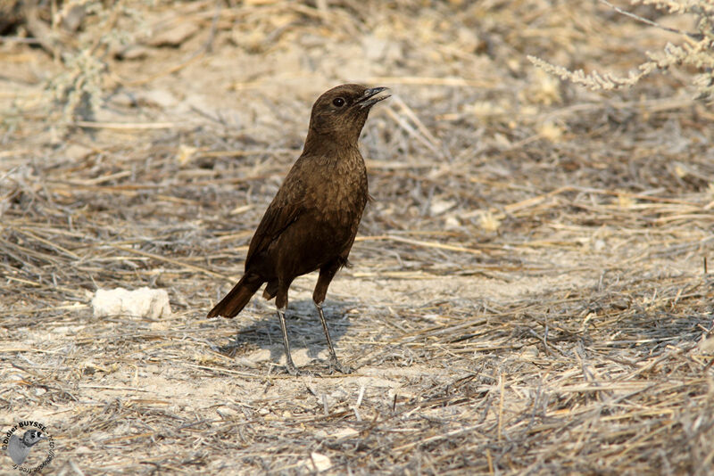 Ant-eating Chat male adult, identification, song