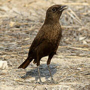 Ant-eating Chat