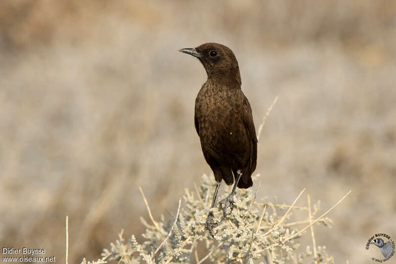 Ant-eating Chat male adult, identification