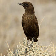 Ant-eating Chat