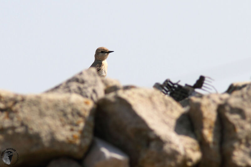 Traquet isabelleadulte, identification