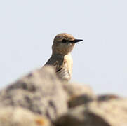 Isabelline Wheatear