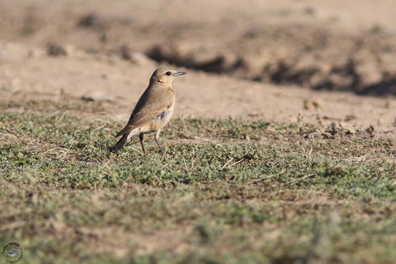 Isabelline Wheatearadult, identification