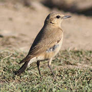 Isabelline Wheatear