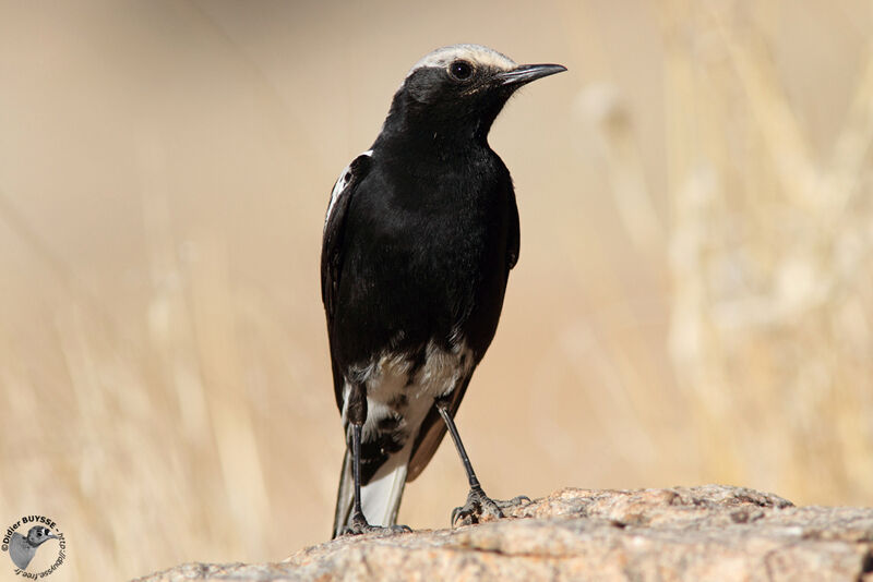 Mountain Wheatear male adult, identification