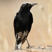 Mountain Wheatear