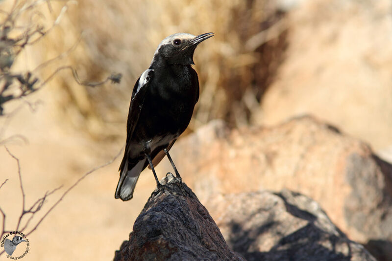 Mountain Wheatear male adult, identification