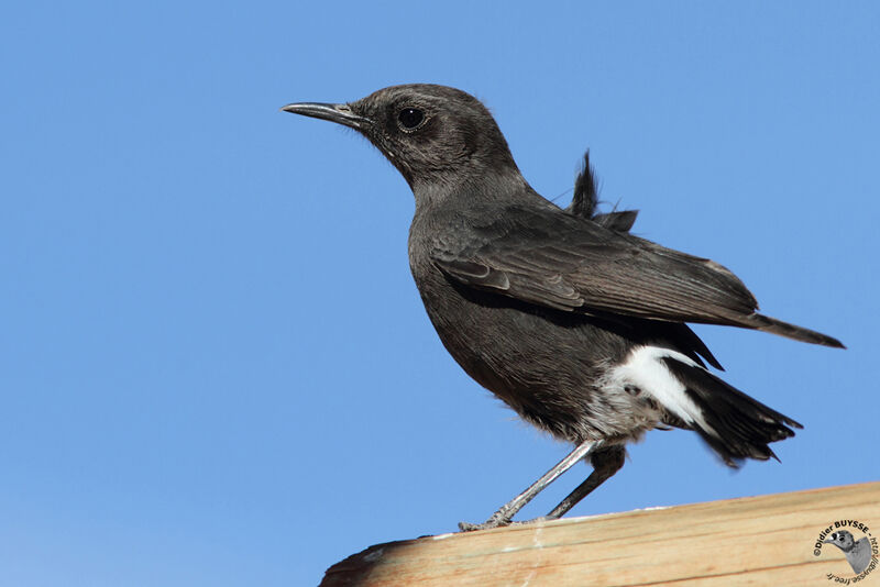 Mountain Wheatear male adult, identification