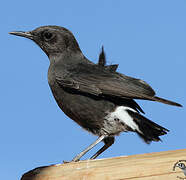 Mountain Wheatear