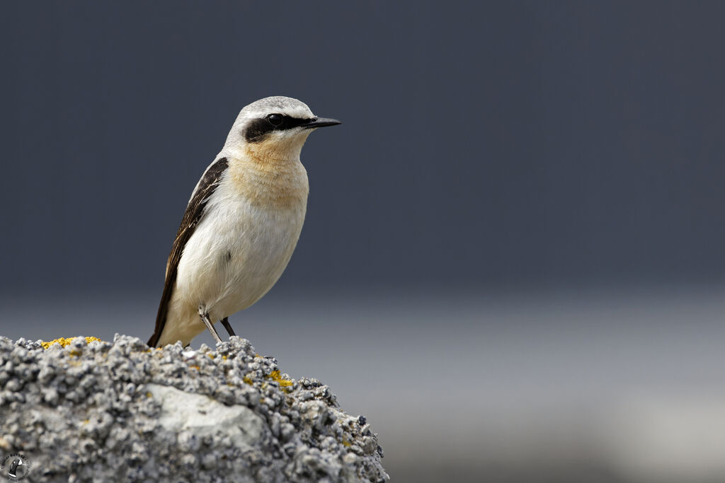 Northern Wheatearadult breeding