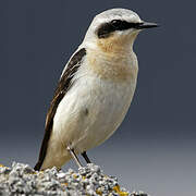 Northern Wheatear