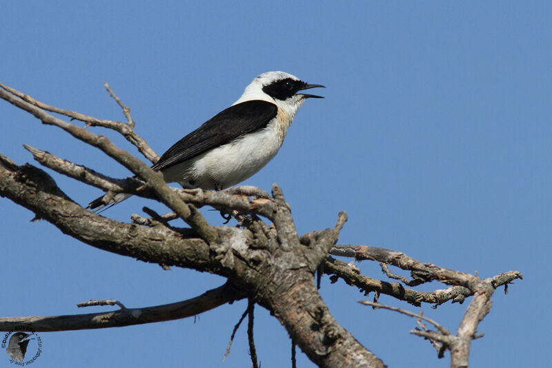 Eastern Black-eared Wheatearadult, identification