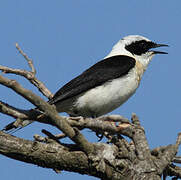 Eastern Black-eared Wheatear