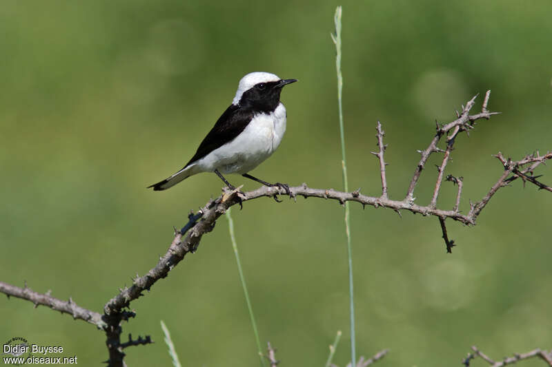 Pied Wheatear male adult breeding, identification