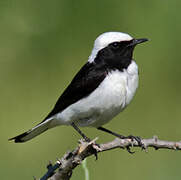 Pied Wheatear