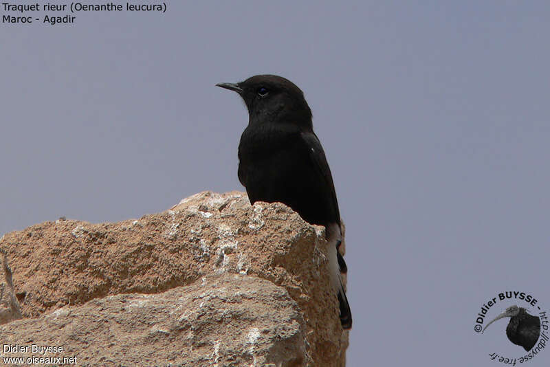 Black Wheatearadult breeding, close-up portrait