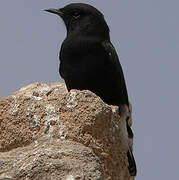 Black Wheatear