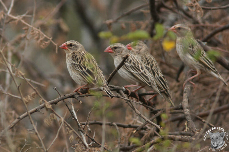 Red-billed Quelea, identification, Behaviour