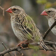 Red-billed Quelea