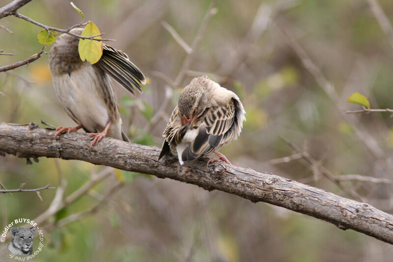 Red-billed Quelea, identification