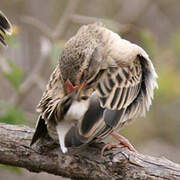 Red-billed Quelea