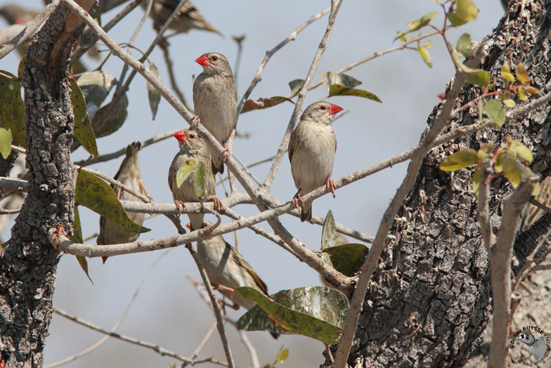 Red-billed Queleaadult, identification