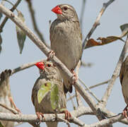 Red-billed Quelea