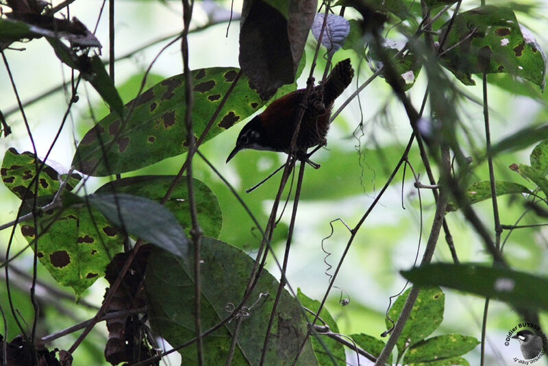 Bay Wrenadult, identification