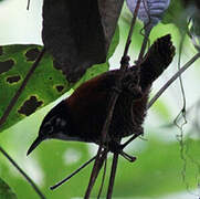 Bay Wren