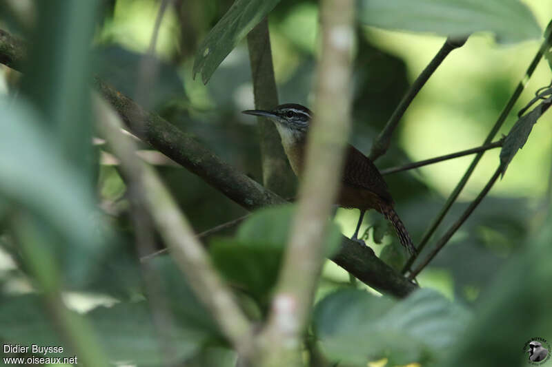 Troglodyte à long becadulte, identification