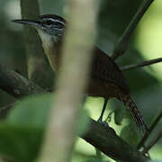 Long-billed Wren