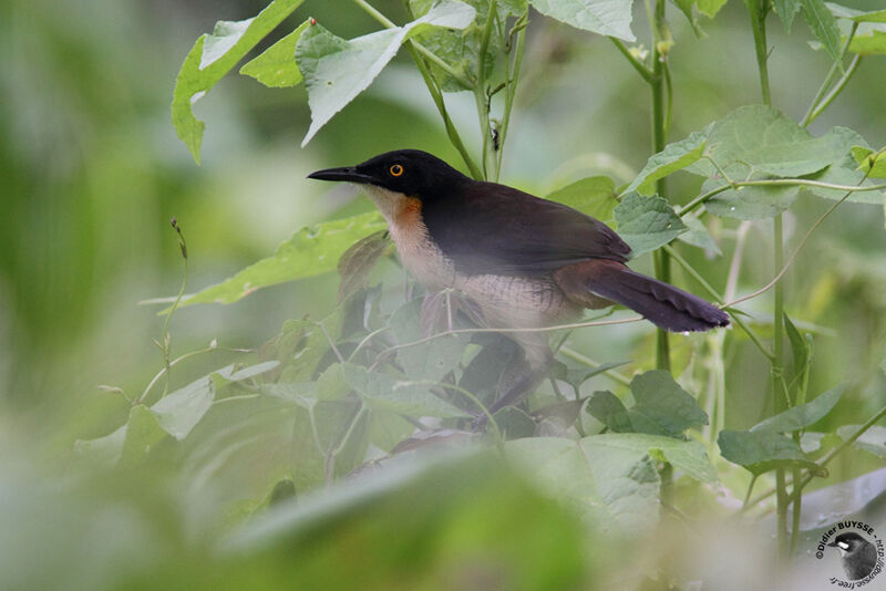 Black-capped Donacobiusadult, identification