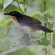 Black-capped Donacobius