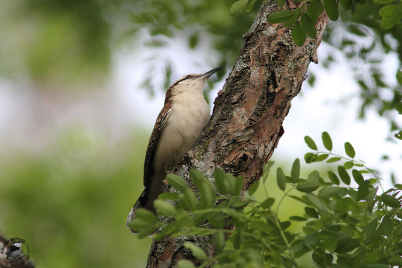 Rufous-naped Wren