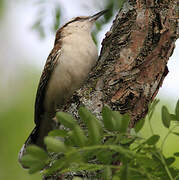 Veracruz Wren