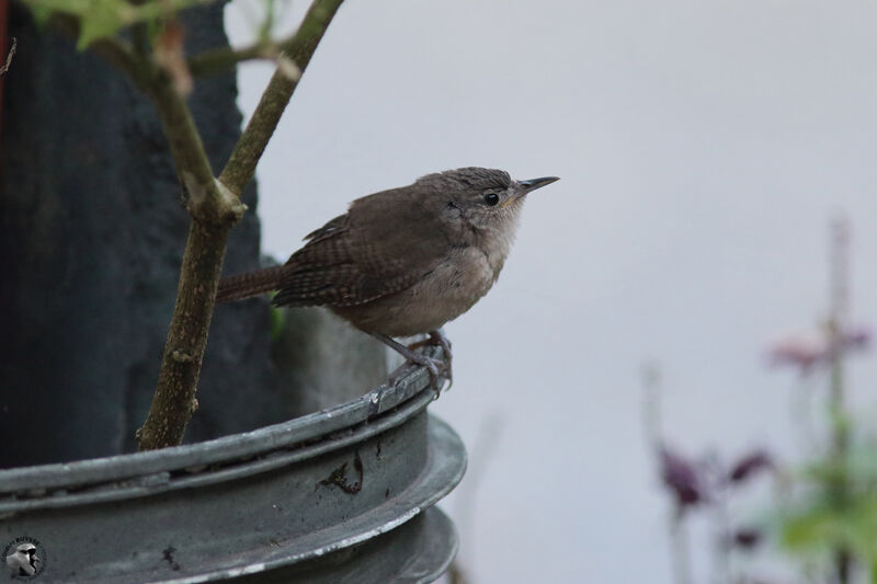 Troglodyte austral mâle, identification