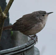 House Wren (musculus)