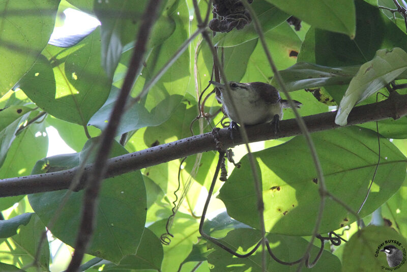 Superciliated Wrenadult, identification