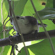 Superciliated Wren