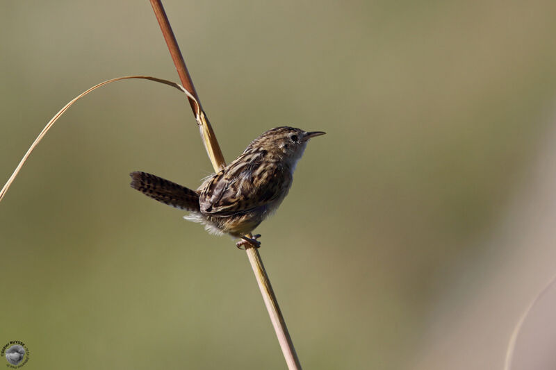 Troglodyte de Lathamadulte, identification