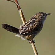 Grass Wren