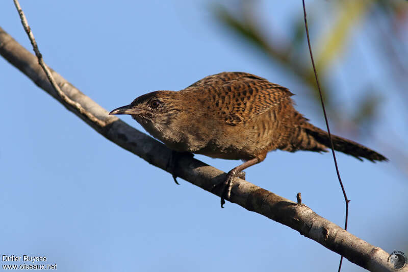 Troglodyte de Zapata mâle adulte, identification