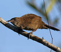 Zapata Wren