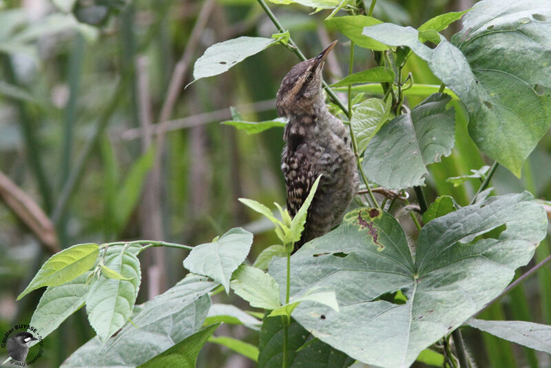 Troglodyte fasciéadulte, identification