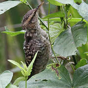 Fasciated Wren