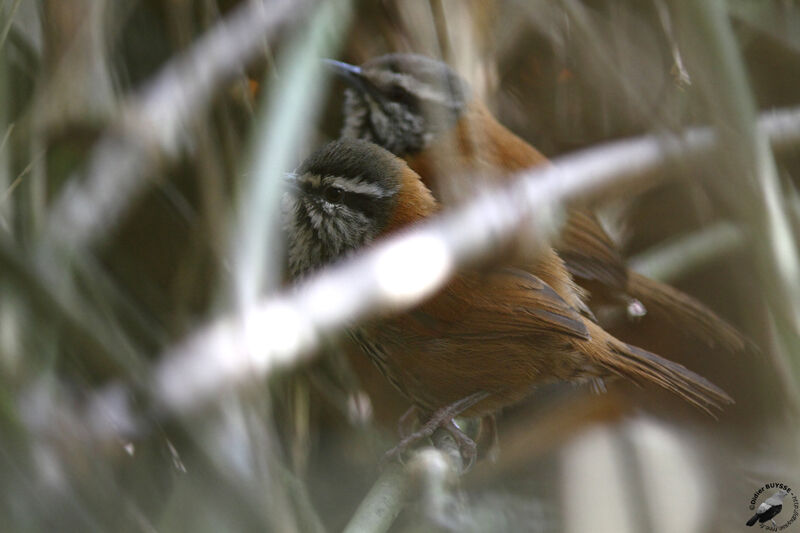 Inca Wren adult, identification