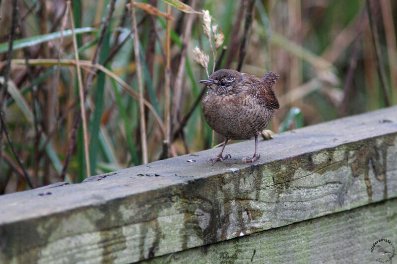 Troglodyte mignonadulte, identification